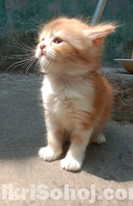 Persian cat female